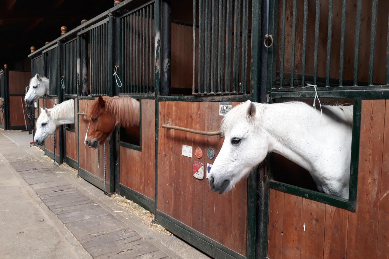 Centre équestre des Écuries du Rosey dans le pays de Gex, nos poneys et chevaux 07